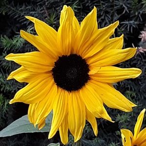 Meet your Posher, Clara